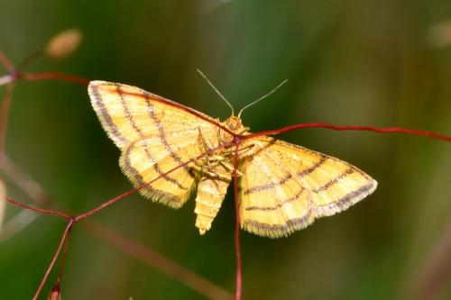 Réf. 206 919 : Idaea aureolaria